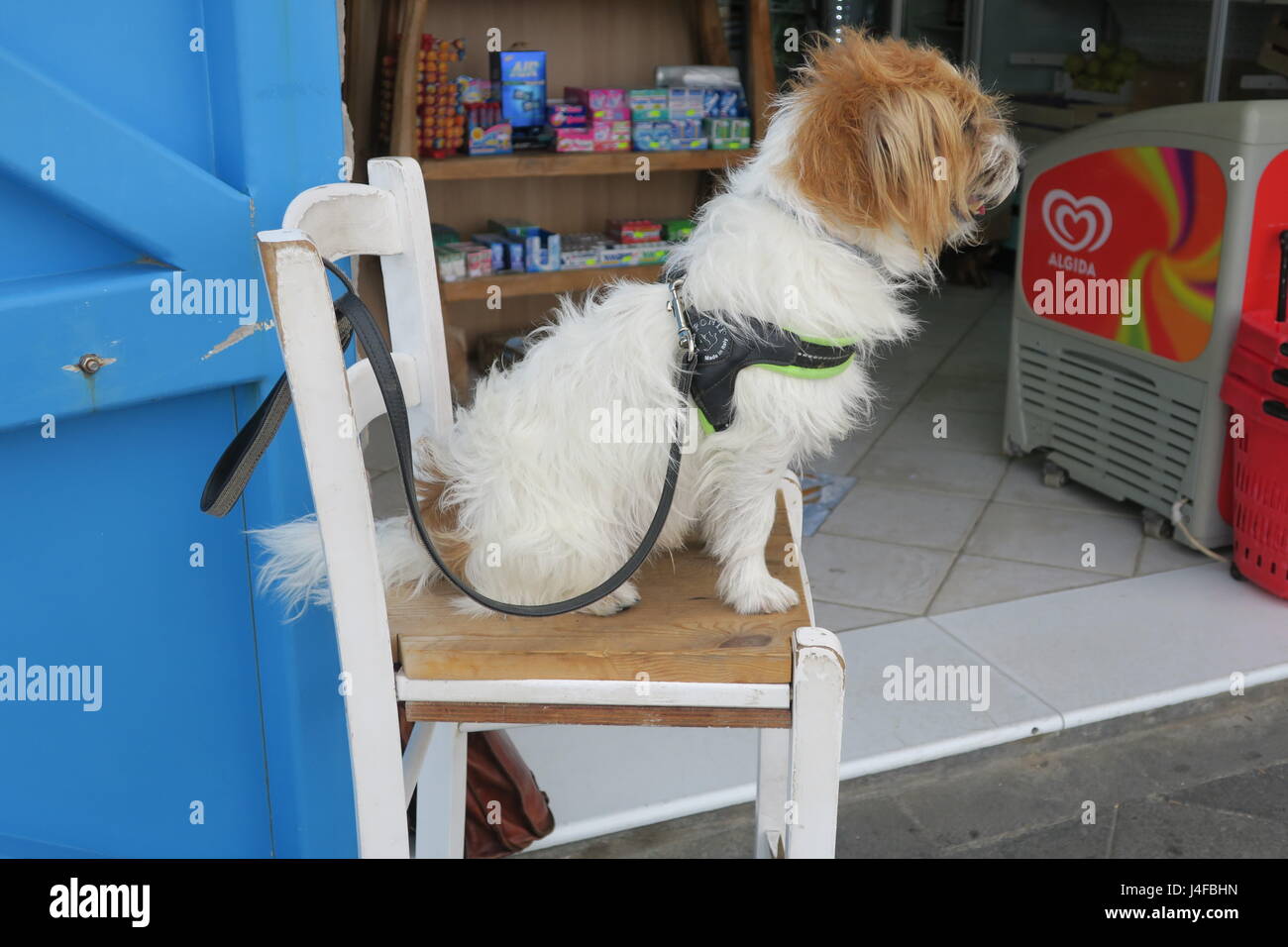 Cute small dog is smiling, sitting on a tall chair Stock Photo - Alamy