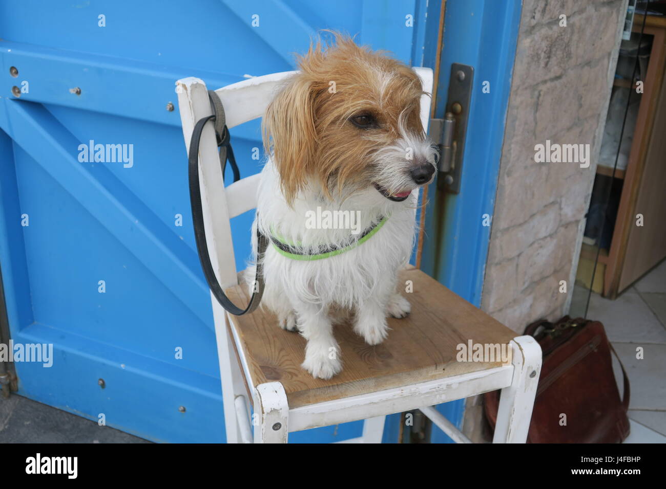 Cute small dog is smiling, sitting on a tall chair Stock Photo - Alamy