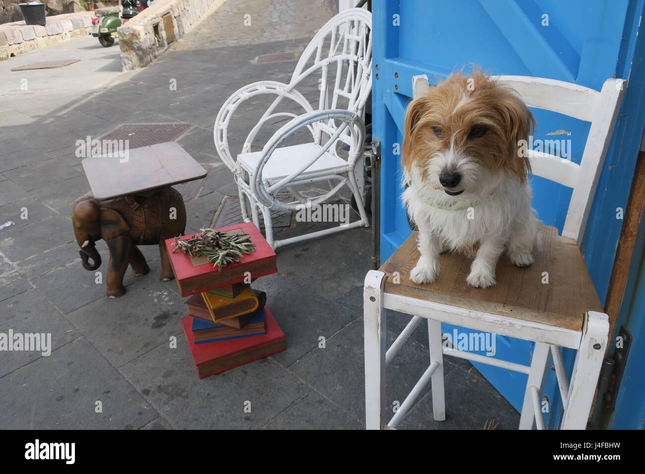 Cute small dog is smiling, sitting on a tall chair Stock Photo - Alamy