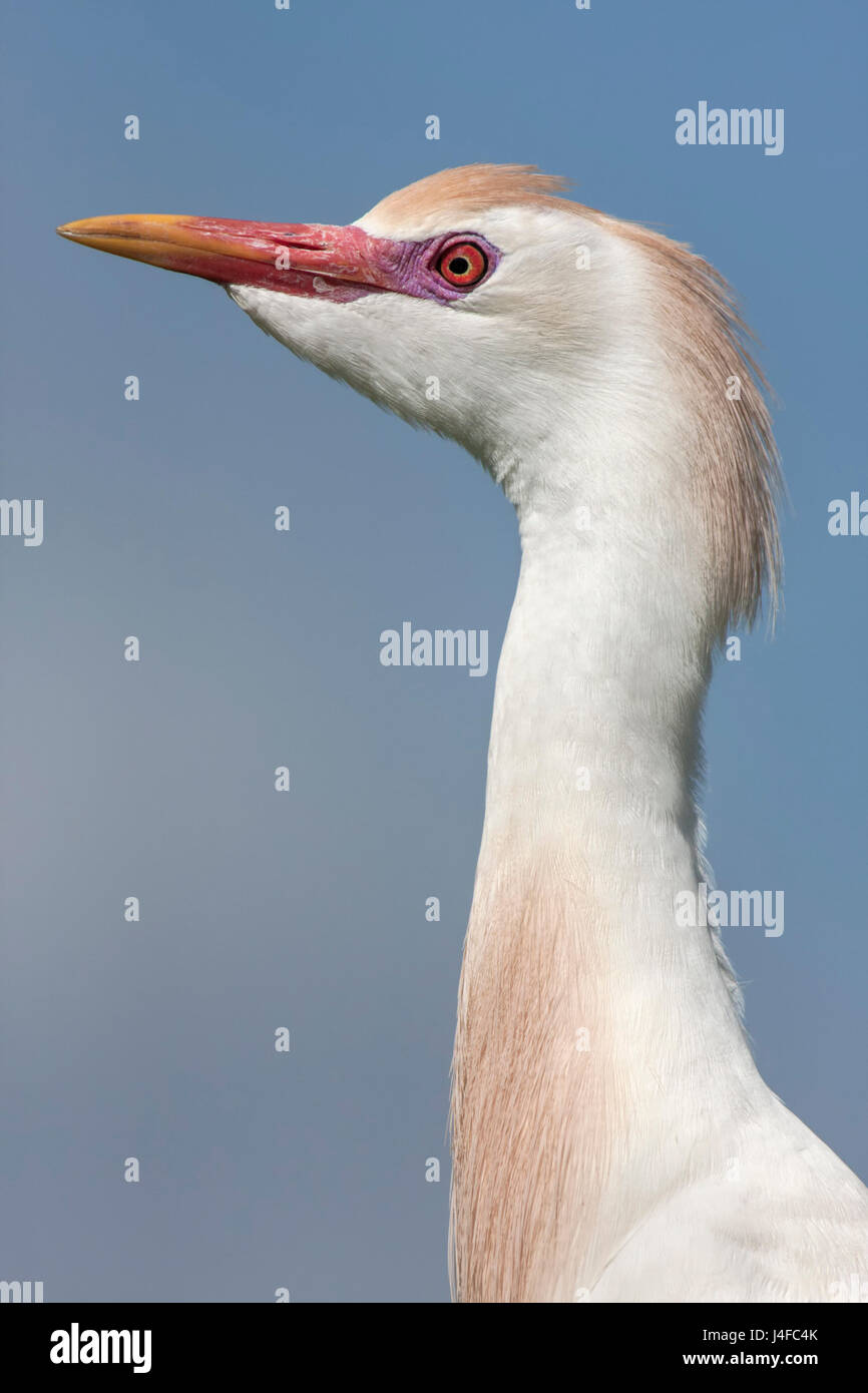 Tagak Cattle Egret - Bubulcus ibis - coming in to breeding plumage Stock ...