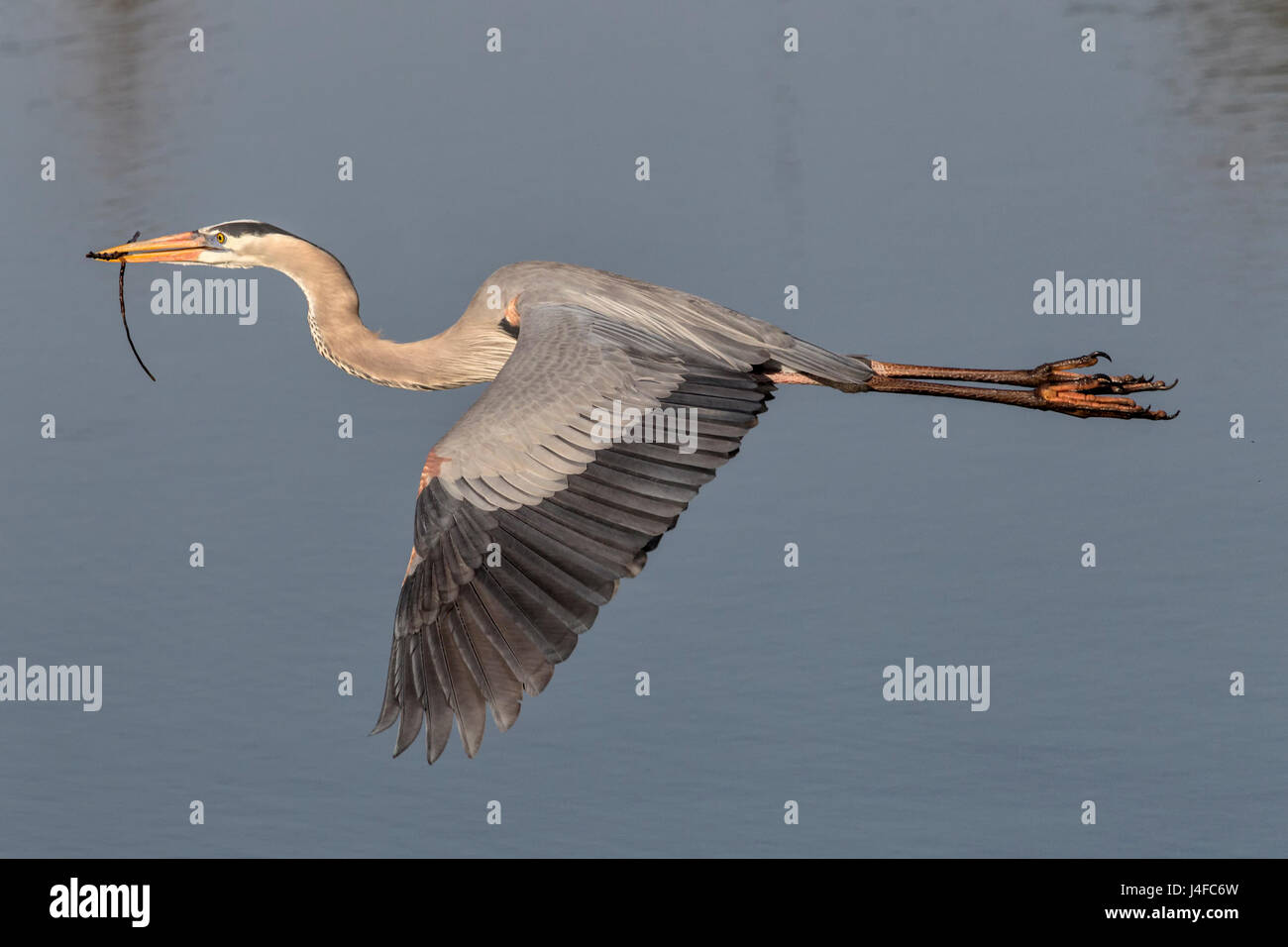 Great Blue Heron Ardea herodias Stock Photo Alamy