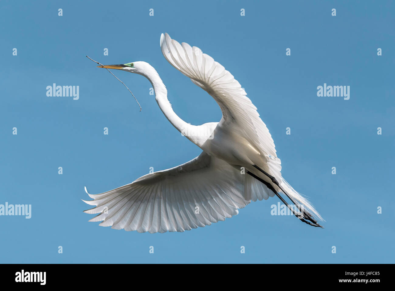 Great Egret Ardea alba Stock Photo Alamy