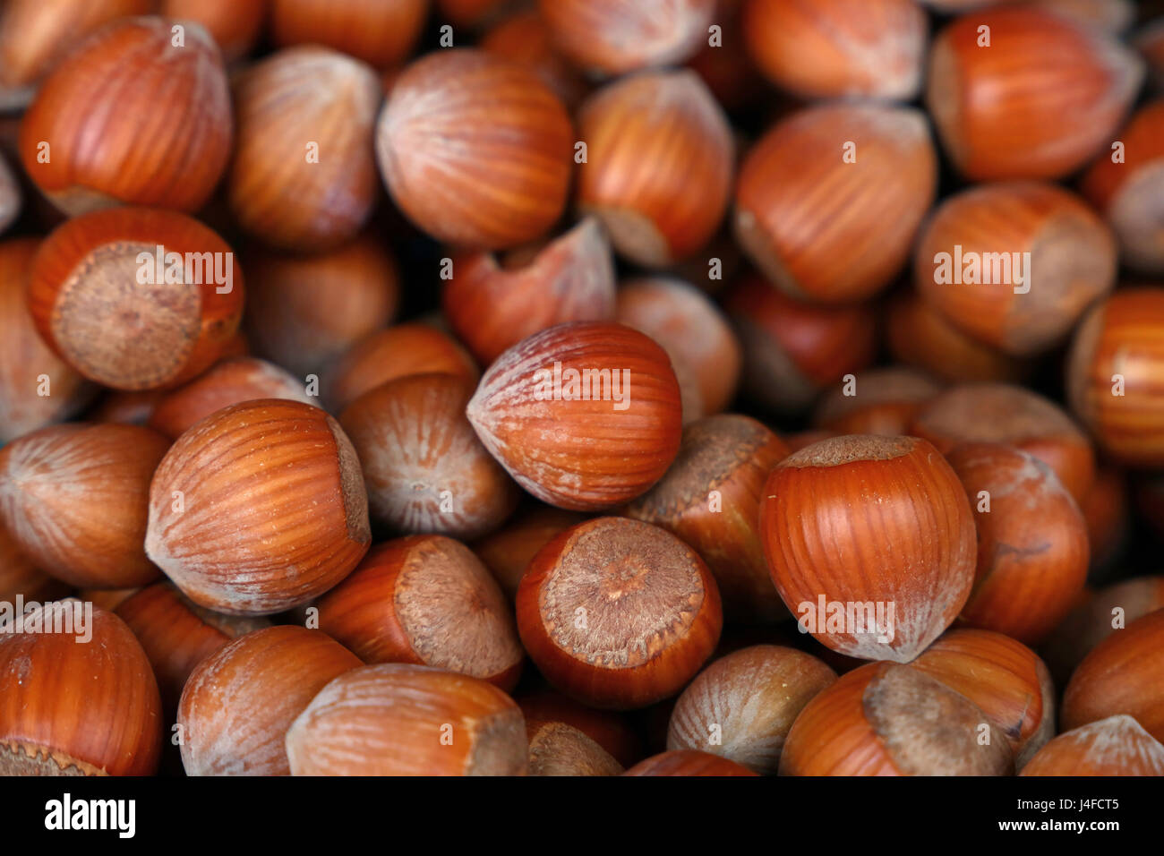 Whole big brown filbert hazelnuts with shell close up background ...