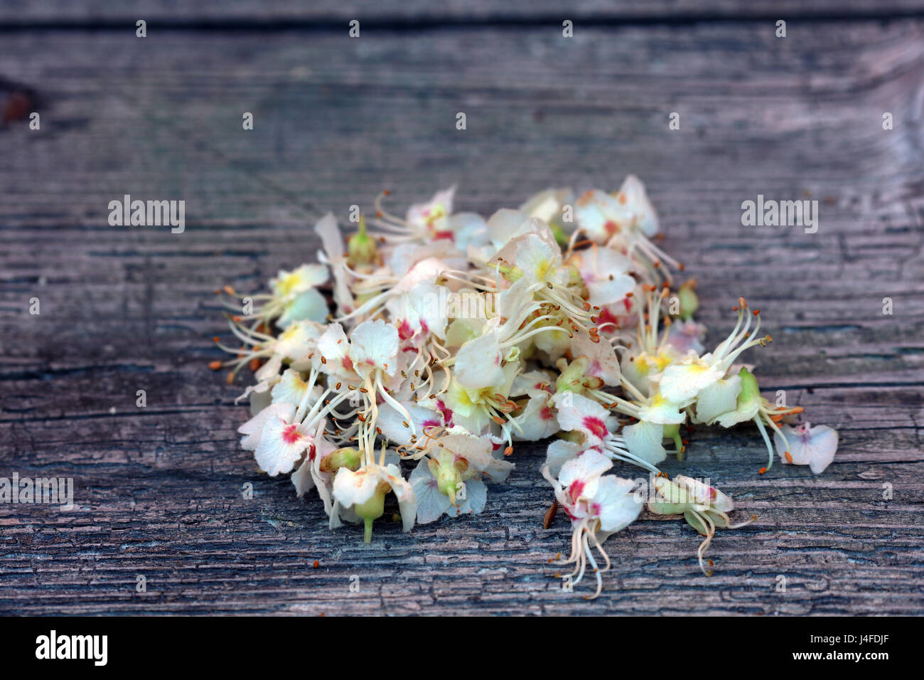 Kastanien Blüte auf Holz Hintergrund Stock Photo