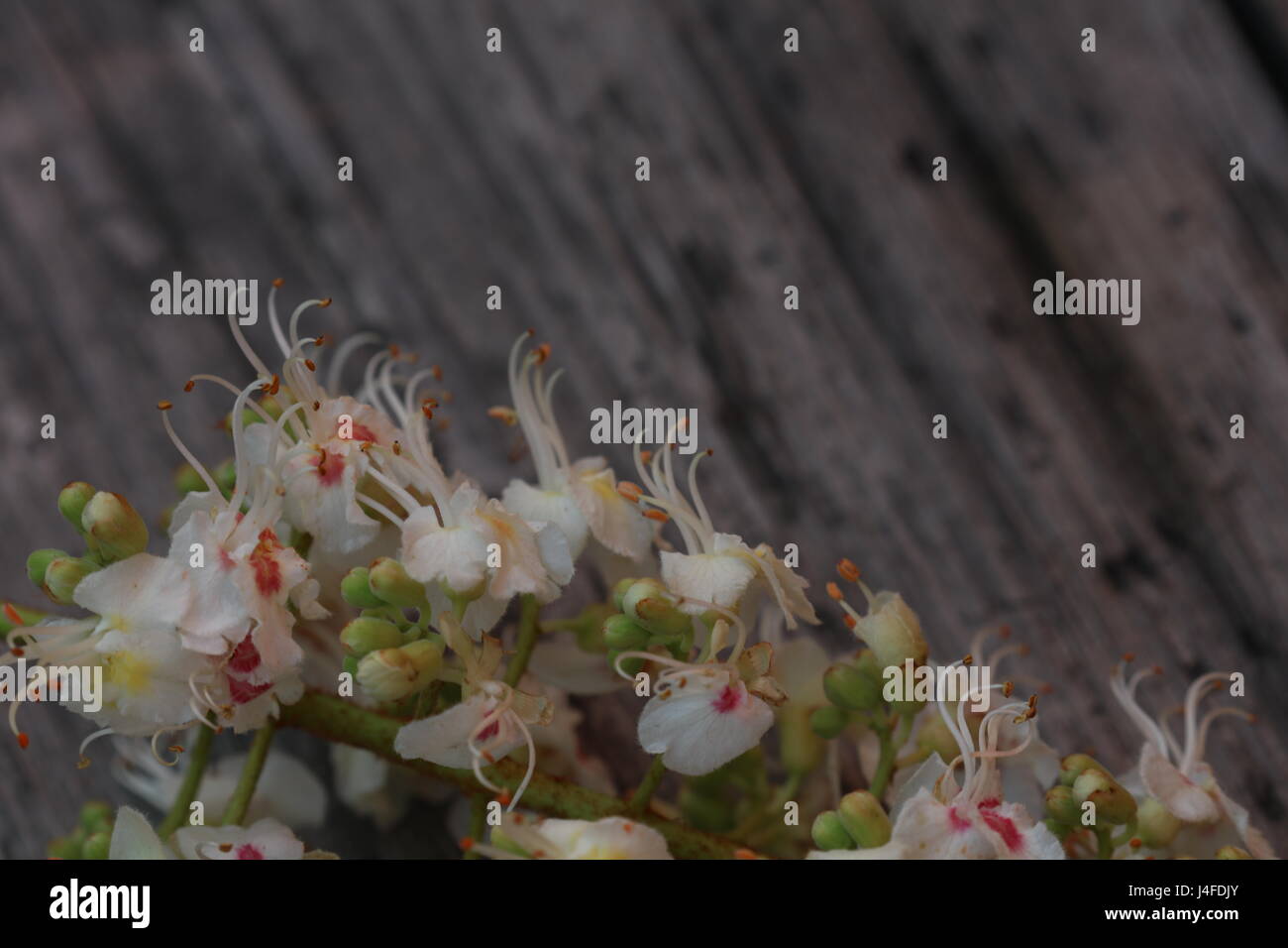 Kastanien Blüte auf Holz Hintergrund Stock Photo