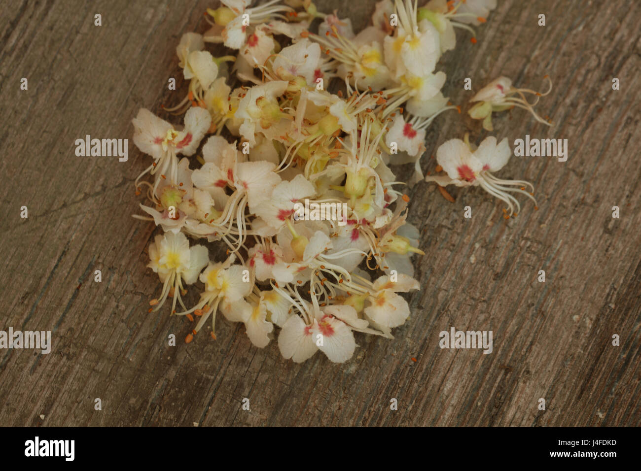 Kastanien Blüte auf Holz Hintergrund Stock Photo