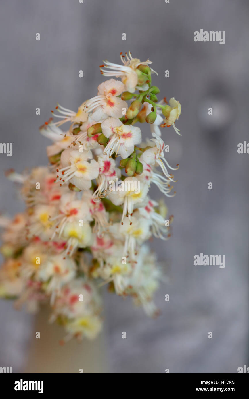 Kastanien Blüte auf Holz Hintergrund Stock Photo