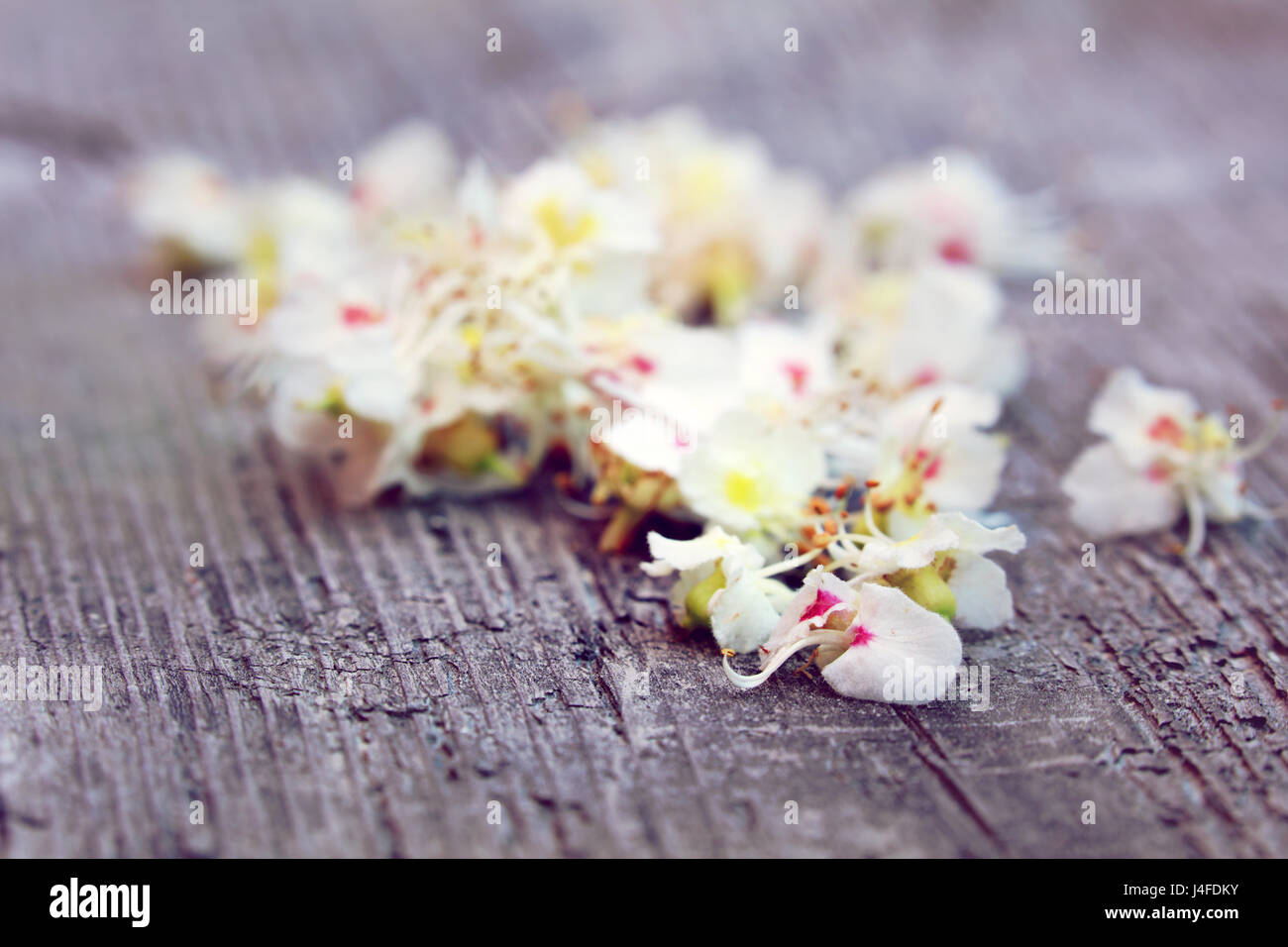 Kastanien Blüte auf Holz Hintergrund Stock Photo