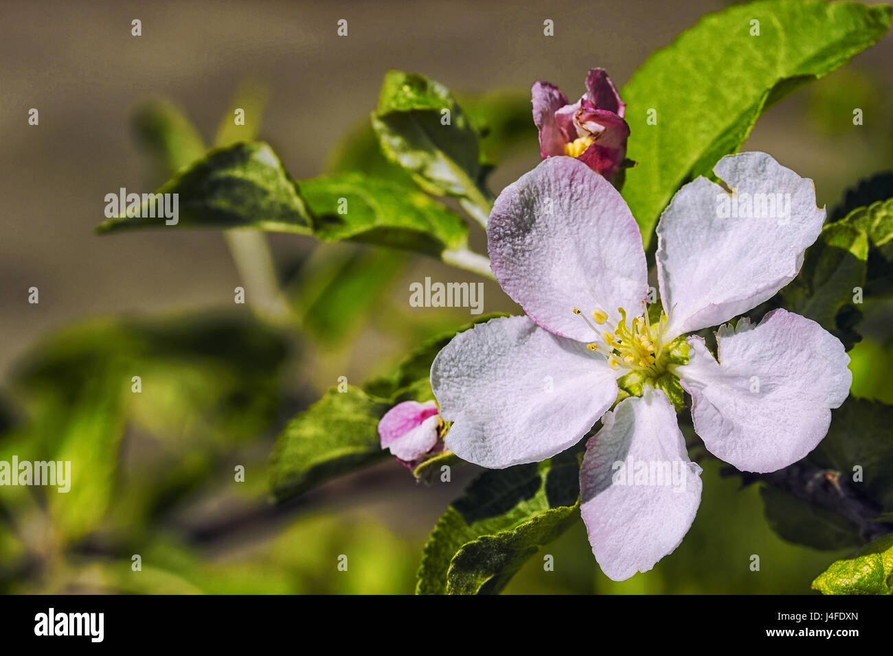 Blossoming branch of an apple tree with one flower Stock Photo - Alamy