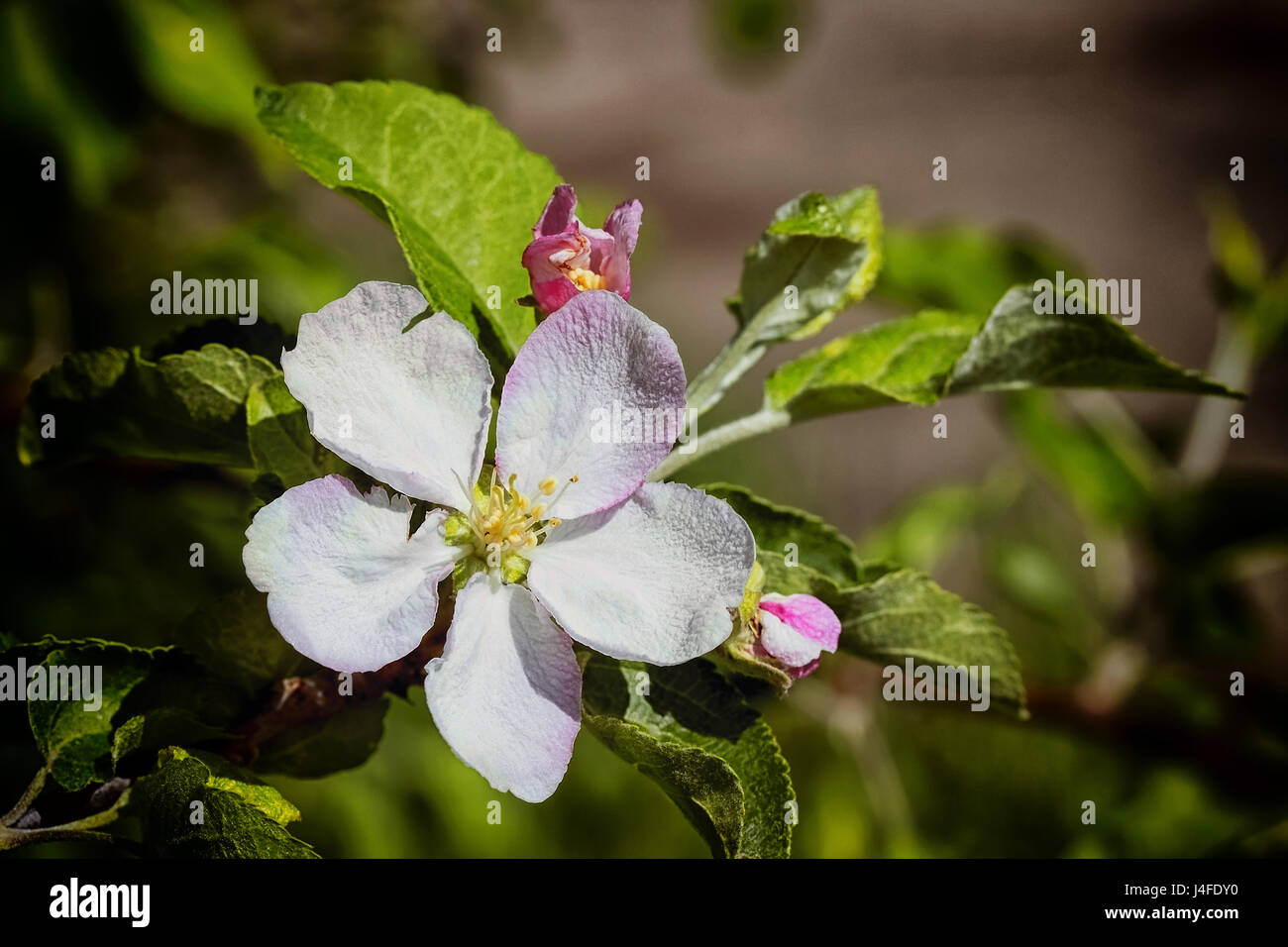 Blossoming branch of an apple tree with one flower. spring Stock Photo ...