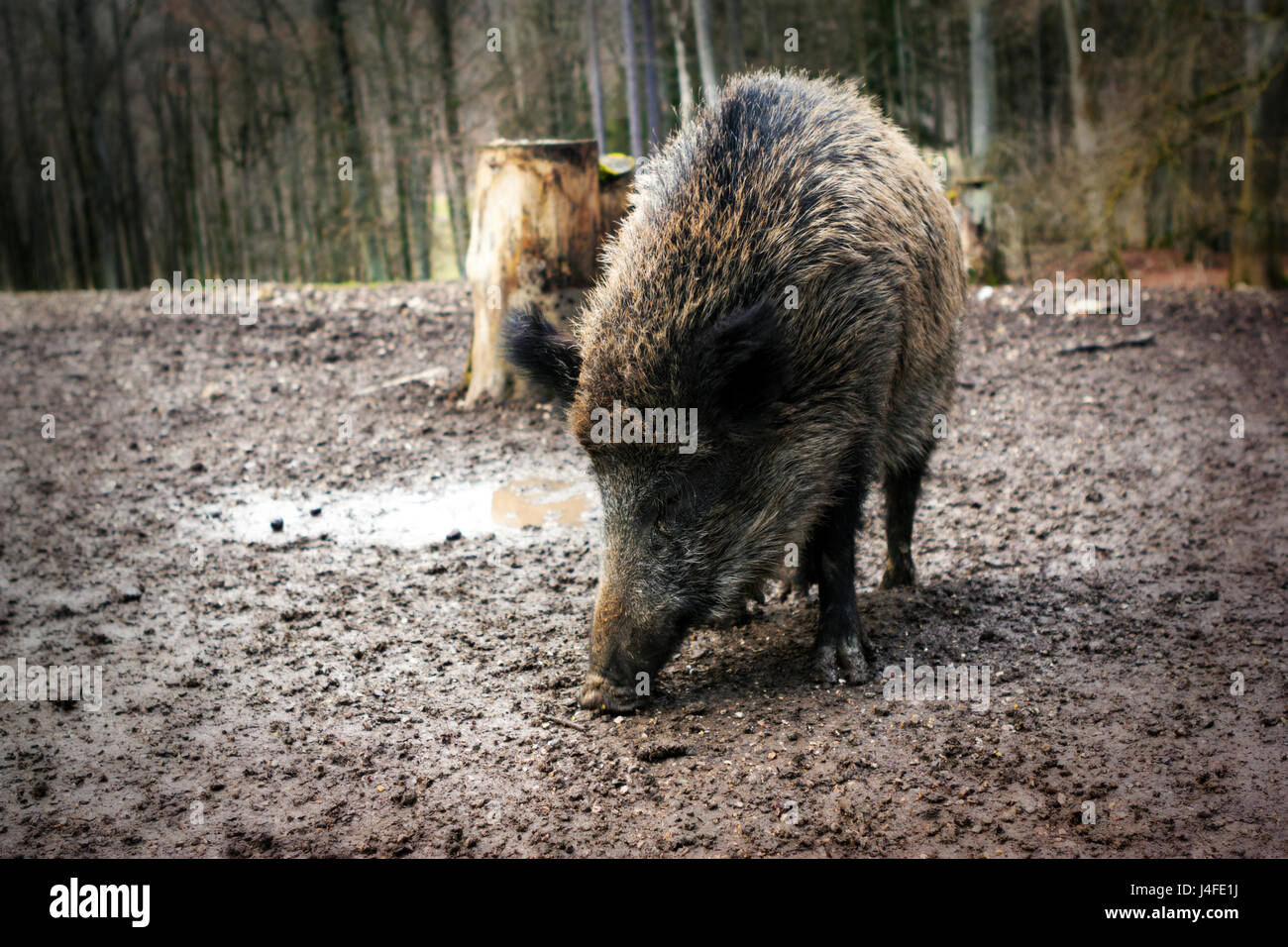 Close-up portrait of a Wild boar (Sus scrofa) eating in the wilderness ...