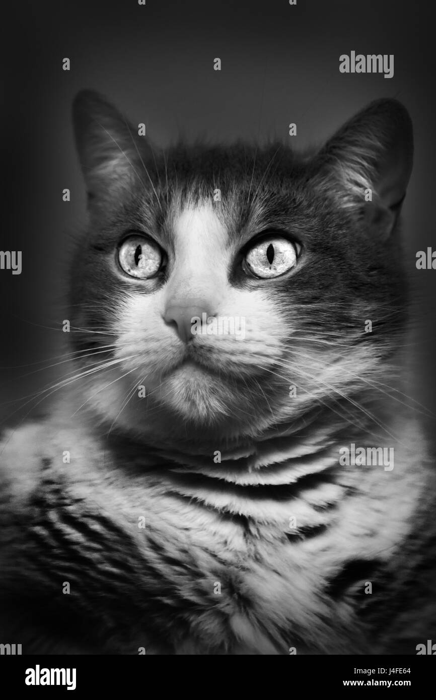 Cat portrait in black and white Stock Photo - Alamy