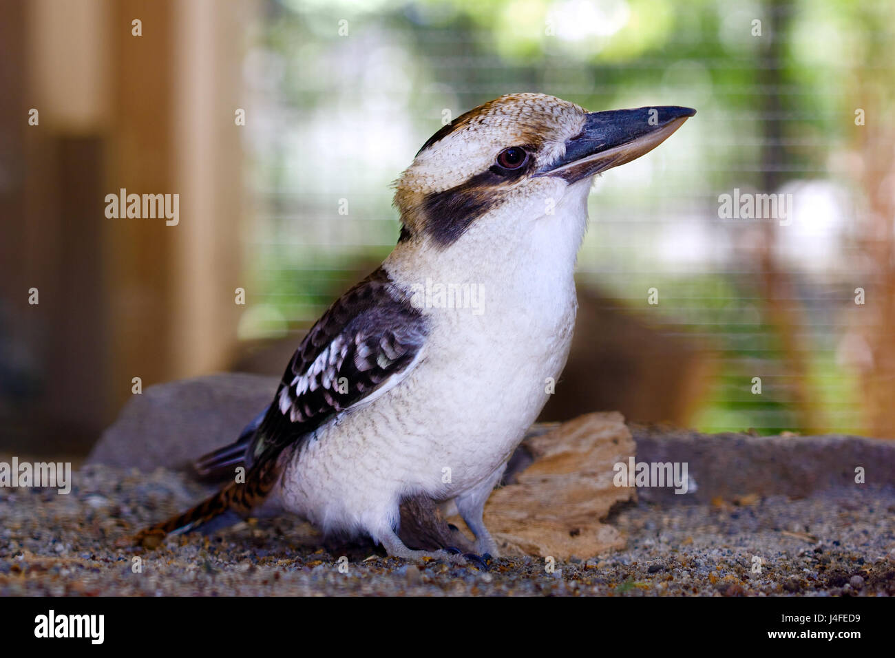 Native australian bird, Laughing Kookaburra (Dacelo novaeguineae