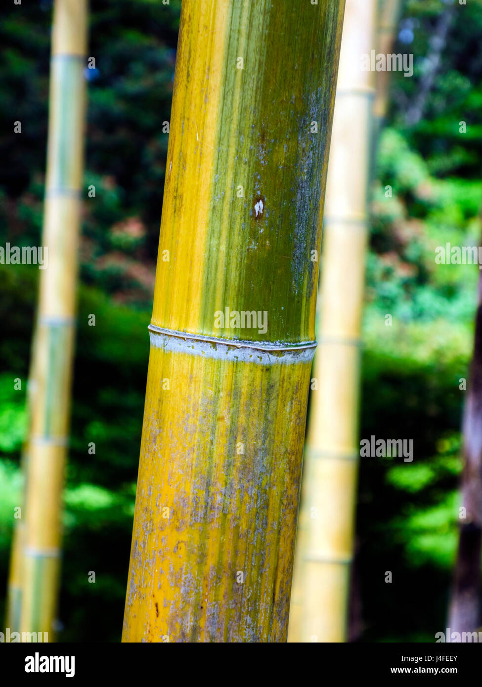 Bamboo stalk closeup Stock Photo Alamy