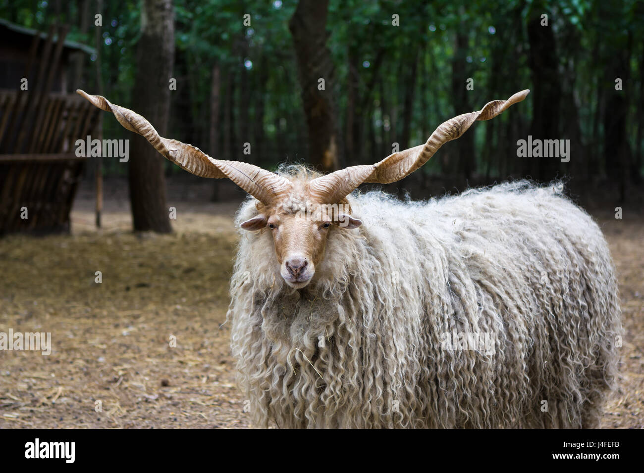 Lonely hungarian 'racka' sheep (Ovis aries strepsiceros Hortobagyiensis) standing in shade below trees. Stock Photo