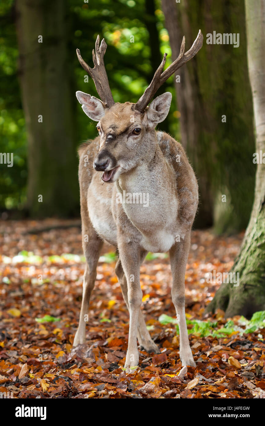 Close-up of a Persian Fallow Deer (Dama dama mesopotamica) in an autumn forest. Stock Photo