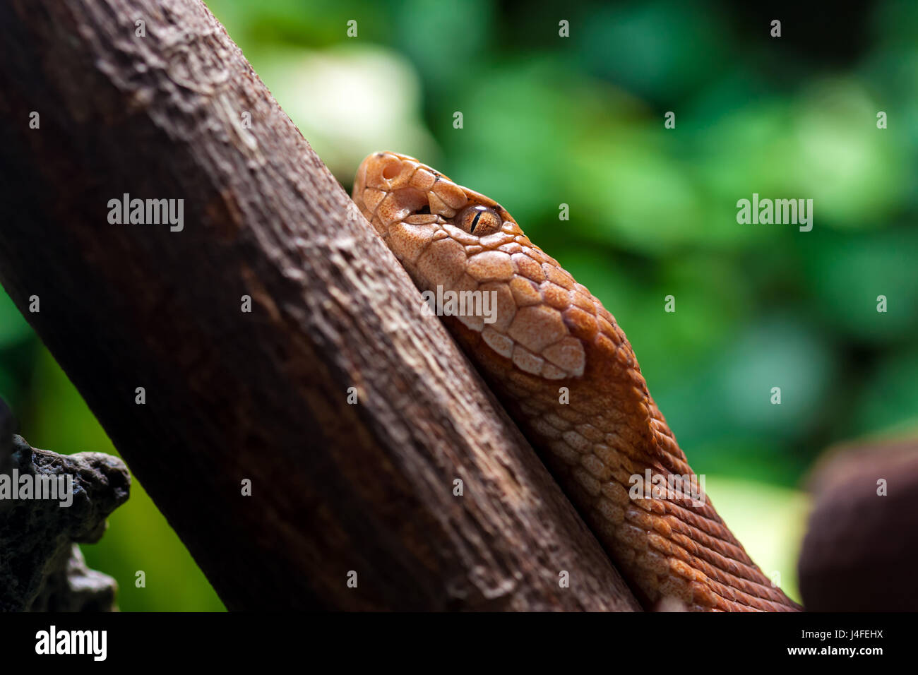 Copperhead snake hires stock photography and images Alamy