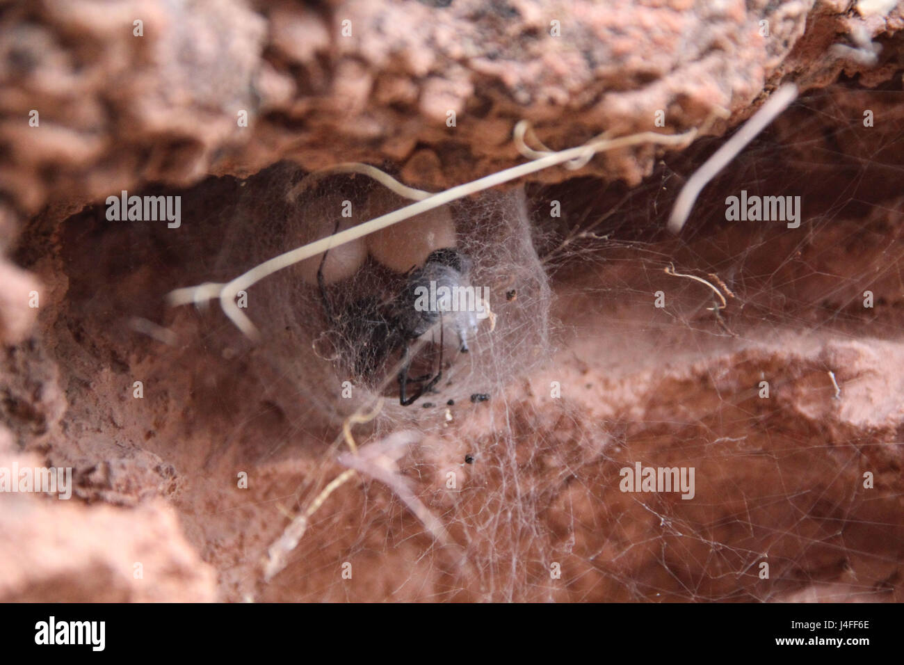 Black widow and her eggs Stock Photo Alamy