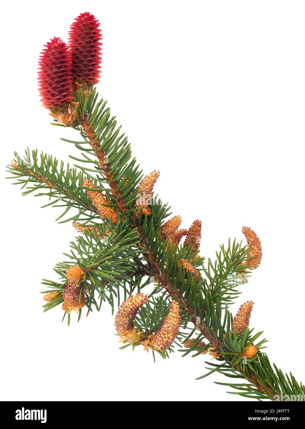 Branch of Norway spruce with male and female flowers Stock Photo