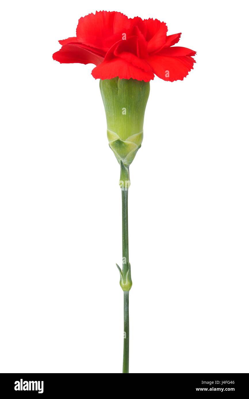 Carnation flower isolated on white background Stock Photo