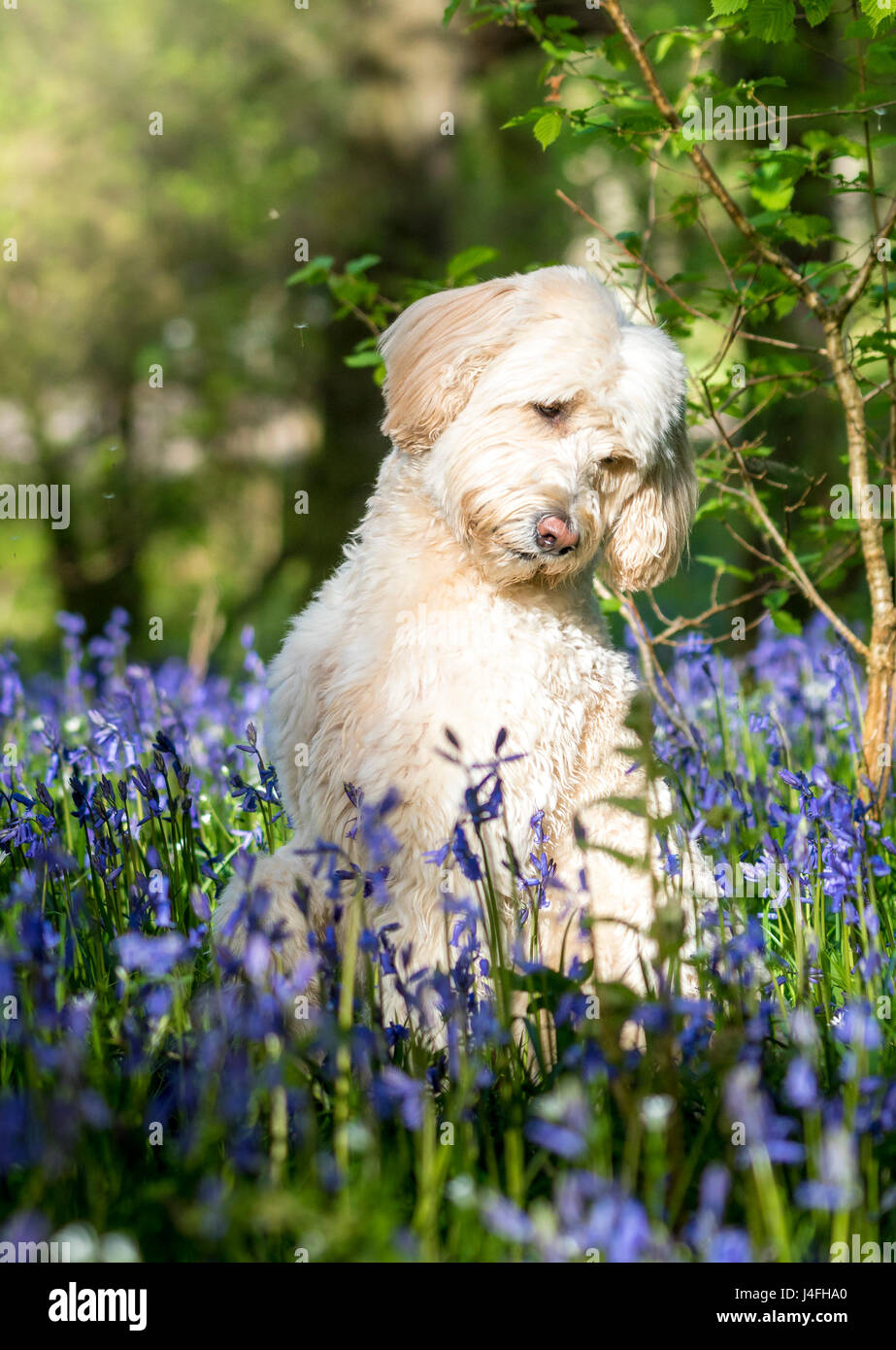 Labradoodle in Bluebells looking good! Stock Photo