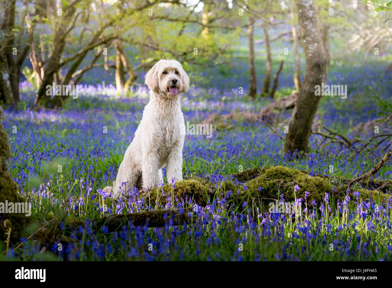 Labradoddle in Bluebells looking good! Stock Photo