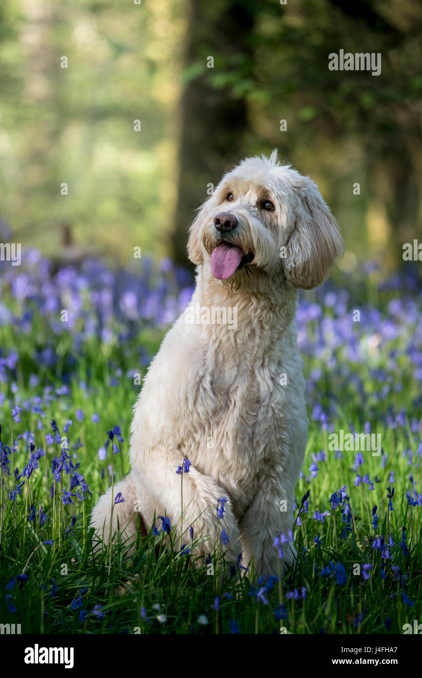 Labradoodle in Bluebells looking good! Stock Photo