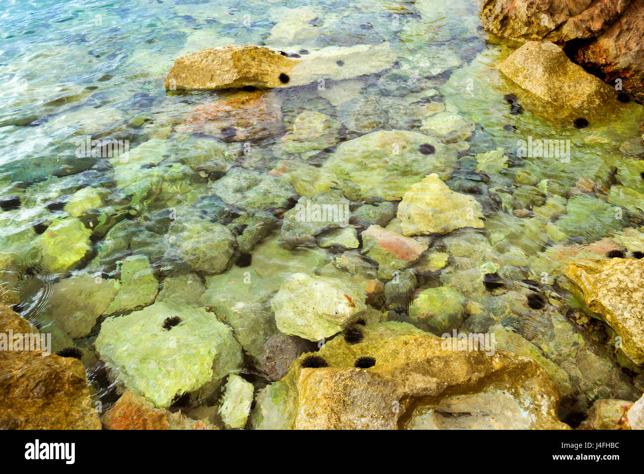 Spit With Rocks Sea urchin on rocks of breakwater of huge rocks. Marine spit on beach ...