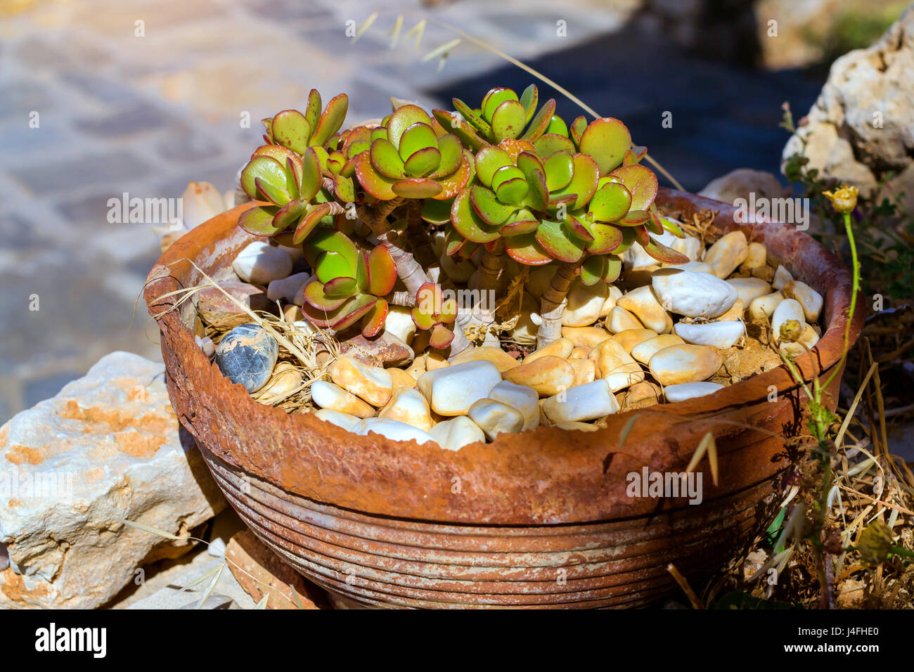 Pebbles flower hires stock photography and images Alamy