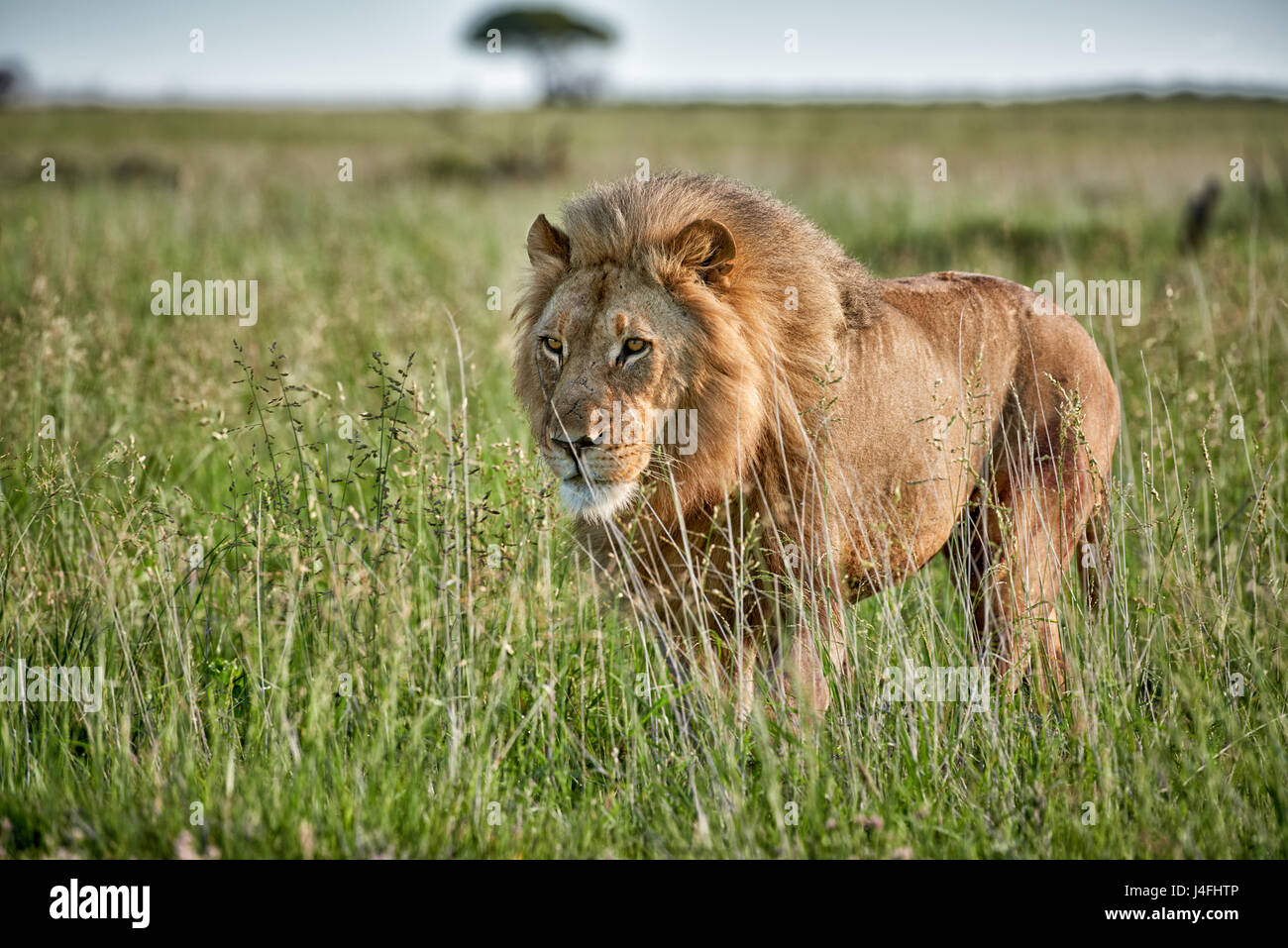 male lion (panthera leo) patrolling through the area Stock Photo