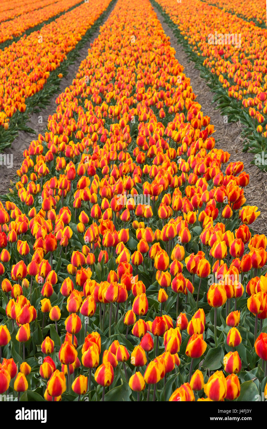 Blooming tulip field of orange tulips in the area of Bollenstreek, known for the production of spring flower bulbs, Netherlands Stock Photo