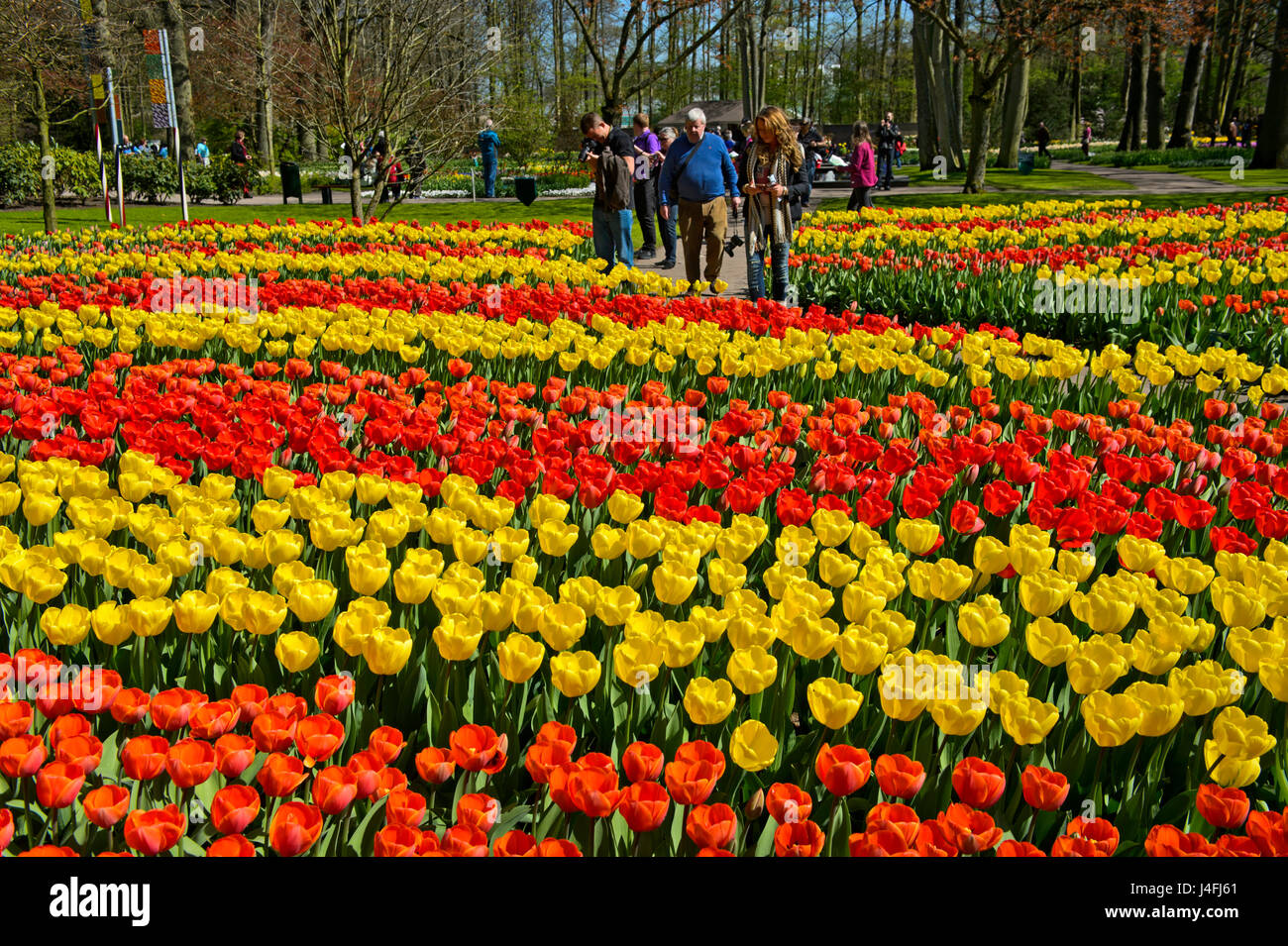 Flower beds with Dutch tulips, Keukenhof Flower Gardens, Lisse, Netherlands Stock Photo