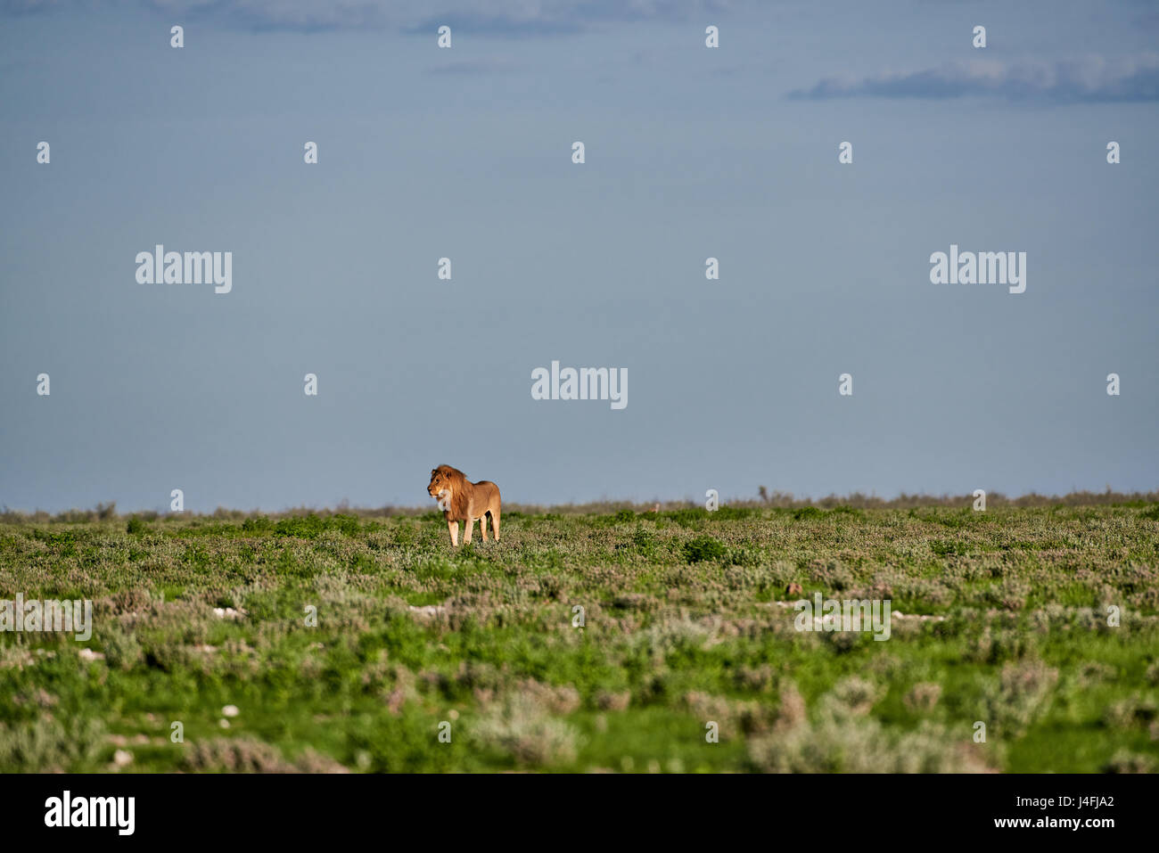 male lion (panthera leo) patrolling through the area, free space at side Stock Photo