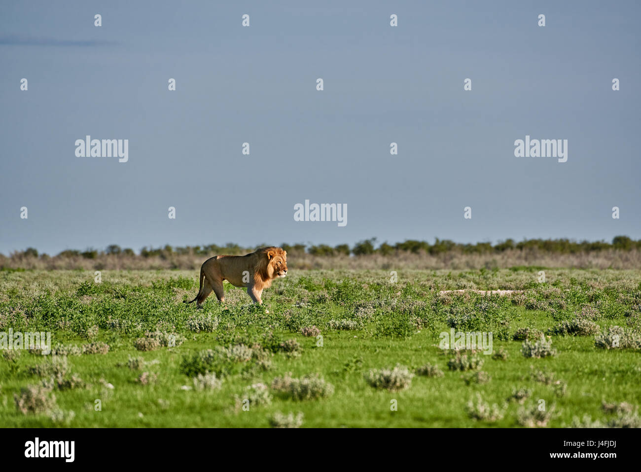 male lion (panthera leo) patrolling through the area, free space at side Stock Photo