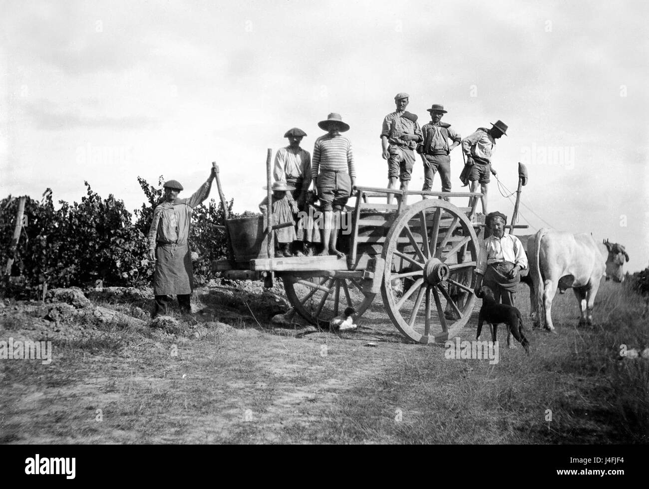 Spanish farmers harvesting grapes Rioja region Spain 1910 Spanish oxen pulling cart Stock Photo