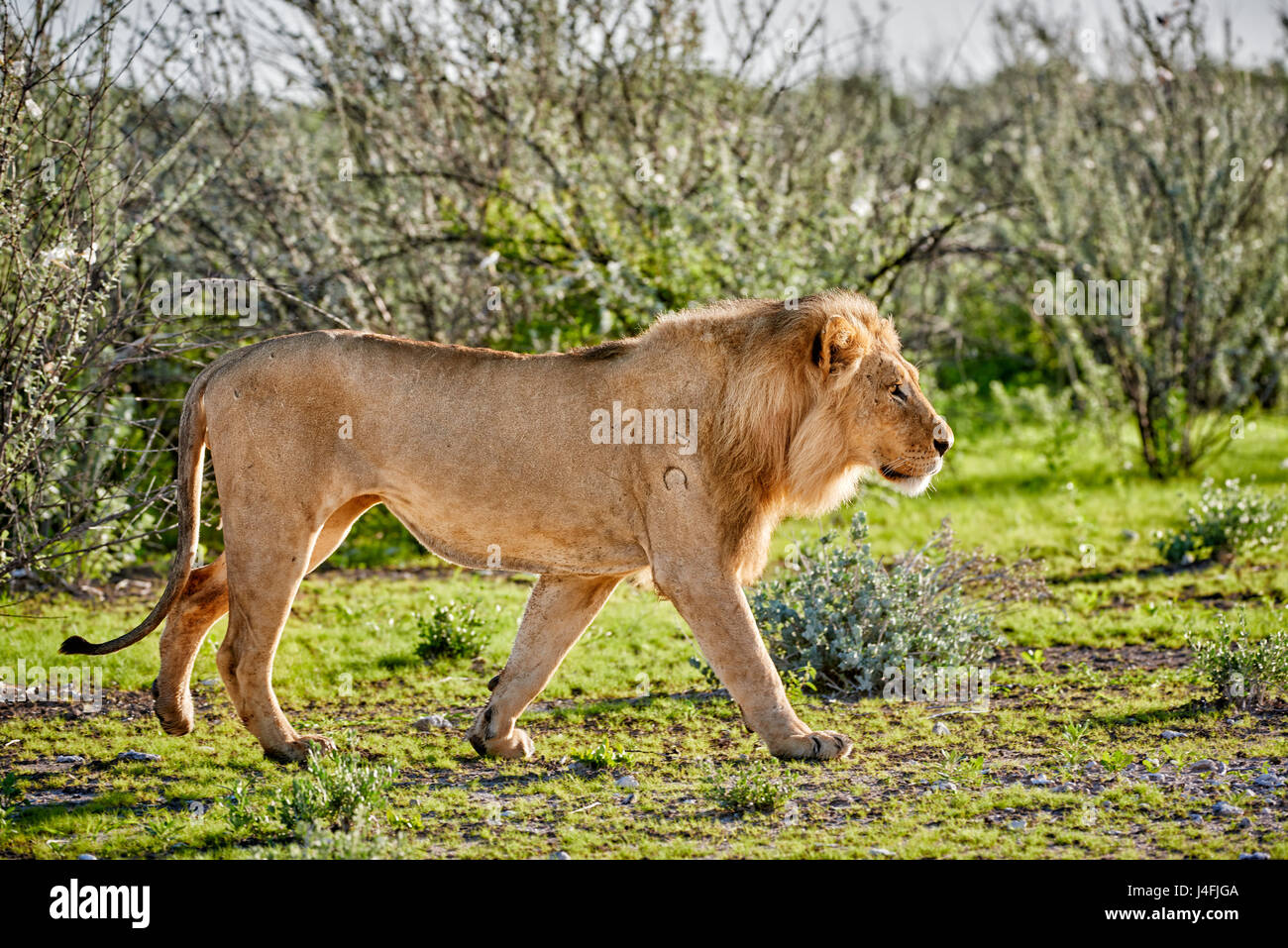 male lion (panthera leo) patrolling through the area Stock Photo