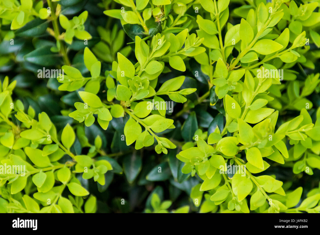 Boxwood boxtree box fresh and dark green leafs Stock Photo Alamy