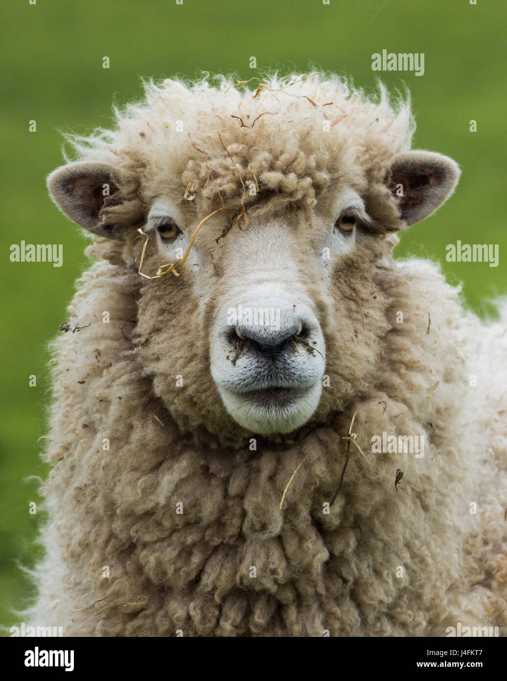 New Zealand  ewe sheep with it winter wool coat on with bits of grass in it. Stock Photo