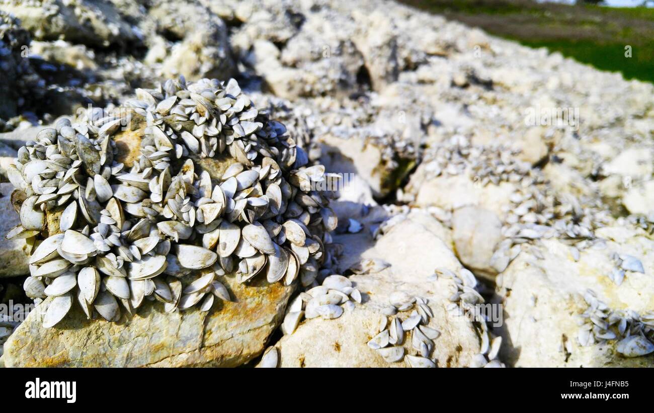 The invasive zebra mussels originated in Eurasia and are believed to