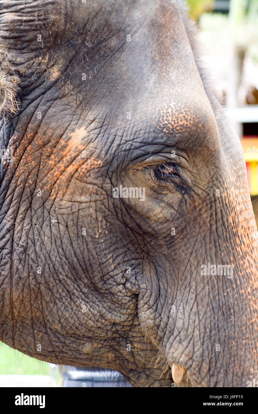 Wrinkles on the thick skin of the head of an Indian elephant. Stock Photo