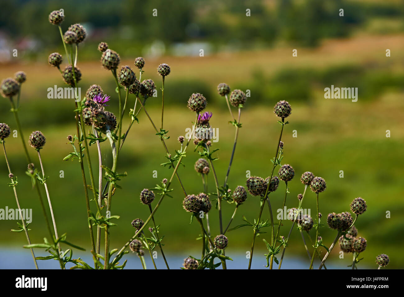 Репейник. Agrimony. Agrimony on a blurred background. Russia, Pskov region, landscape, nature, July, 2015 Stock Photo