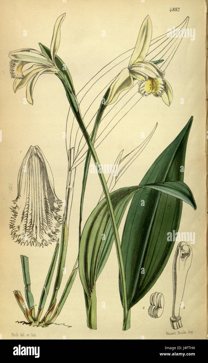 Sobralia fragrans   Curtis v. 81 series 3 (1855) pl. 4882 Stock Photo