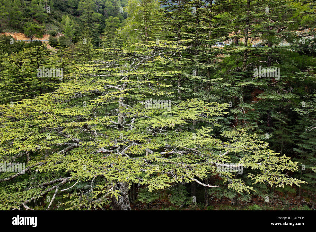 At the wonderful Cedar Valley on Troodos mountain, district of Paphos, Cyprus. Stock Photo