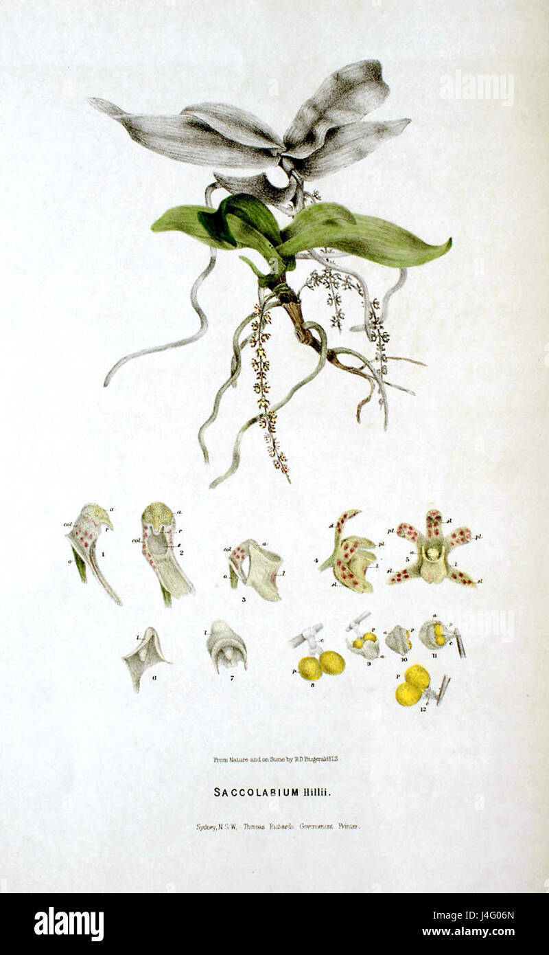 Saccolabium hillii   FitzGerald, Australian Orchids   plate 15 (1882) Stock Photo