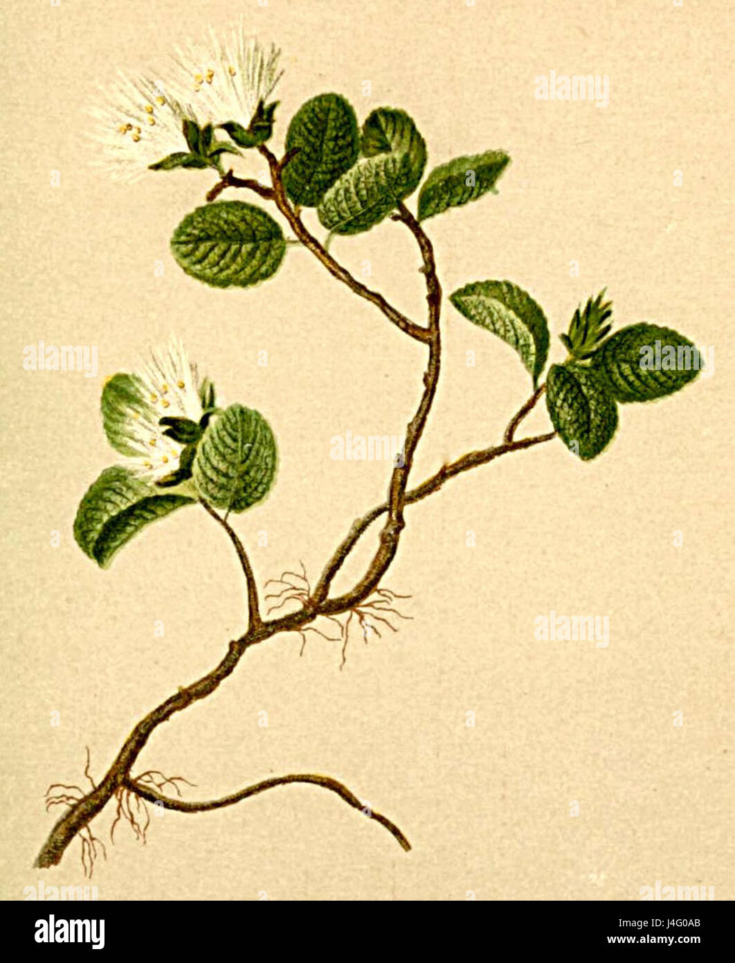Salix herbacea Atlas Alpenflora Stock Photo