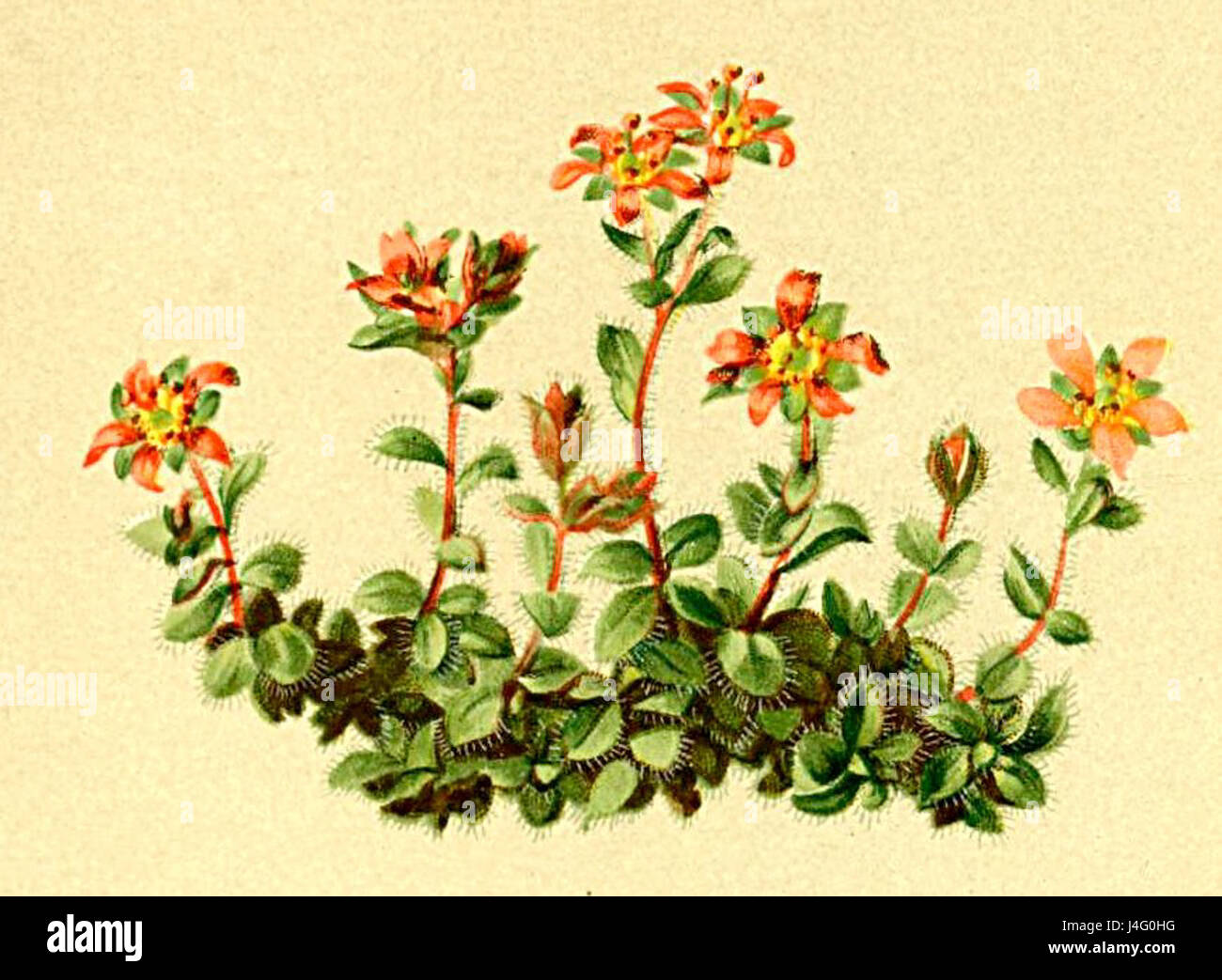 Saxifraga biflora Atlas Alpenflora Stock Photo