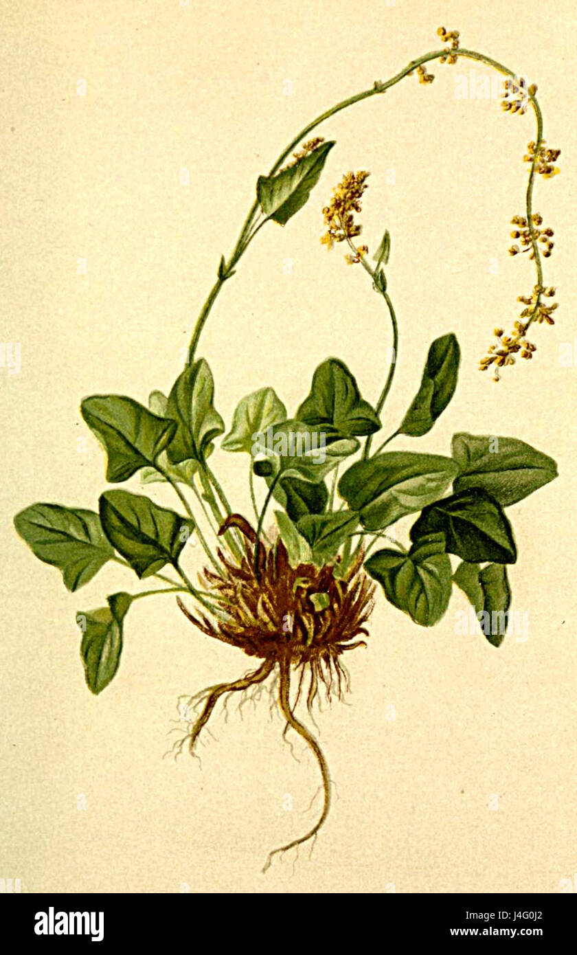Rumex nivalis Atlas Alpenflora Stock Photo