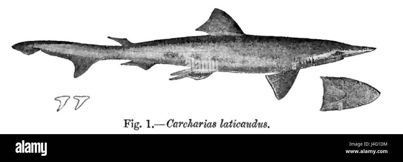 Laticaudus hires stock photography and images Alamy