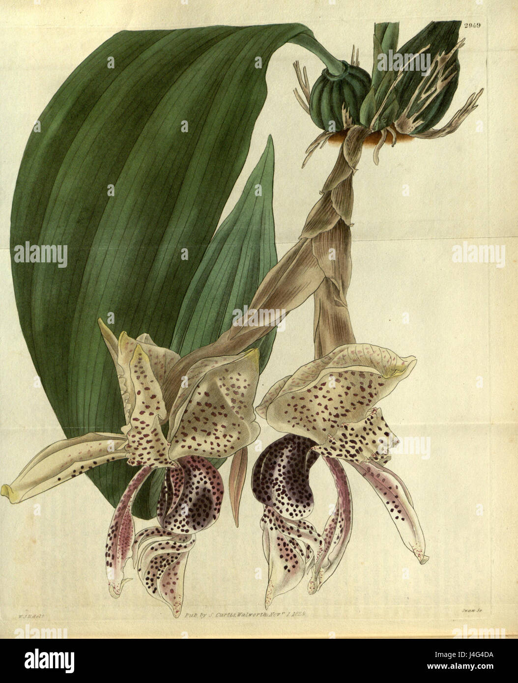 Stanhopea insignis is a species of orchid from the Stanhopea genus ...
