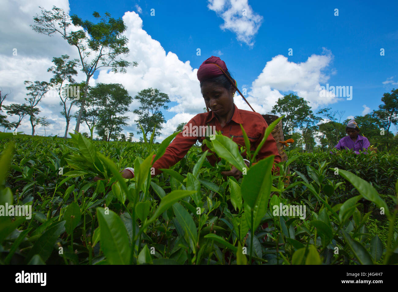 Female worker plucks tea leaf at tea garden in Sirmangal. Moulvibazar, Bangladesh. Stock Photo